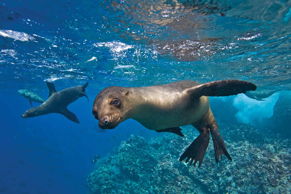 Lobos Marinos, Isla Espiritu Santo