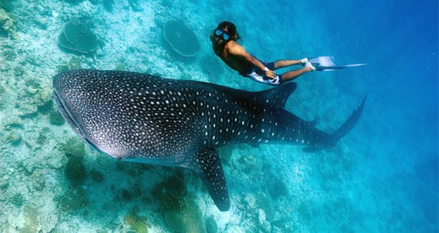 Tiburon Ballena